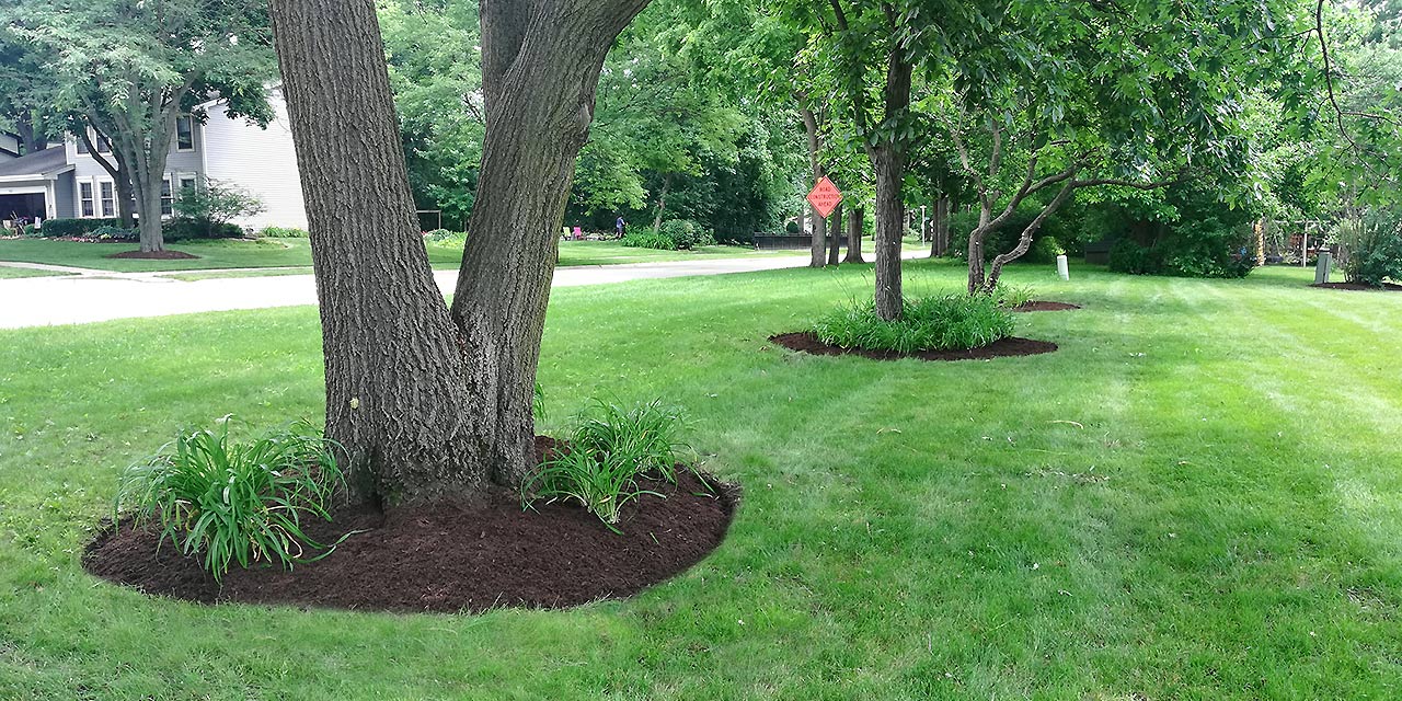 Enviro Lawn Services Wood Dale Il Guidelines For Tree - 